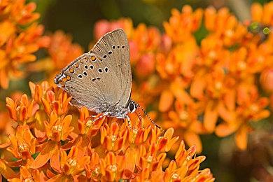 《寂静岭f》以日本岐阜县为原型 现实和游戏场景对比